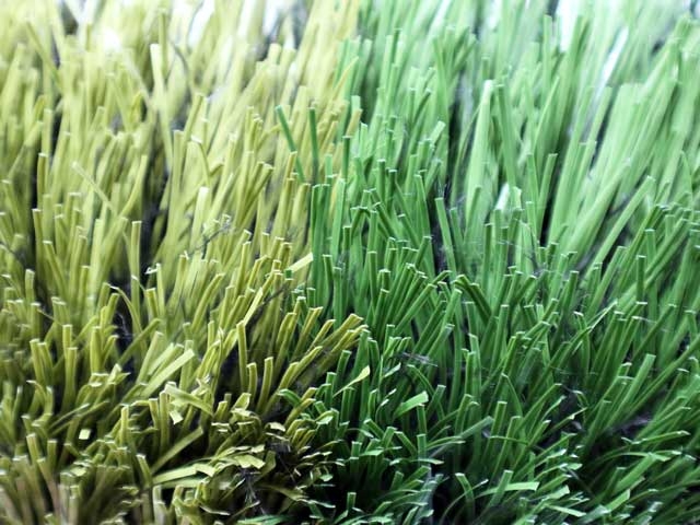 type of grass used on football fields